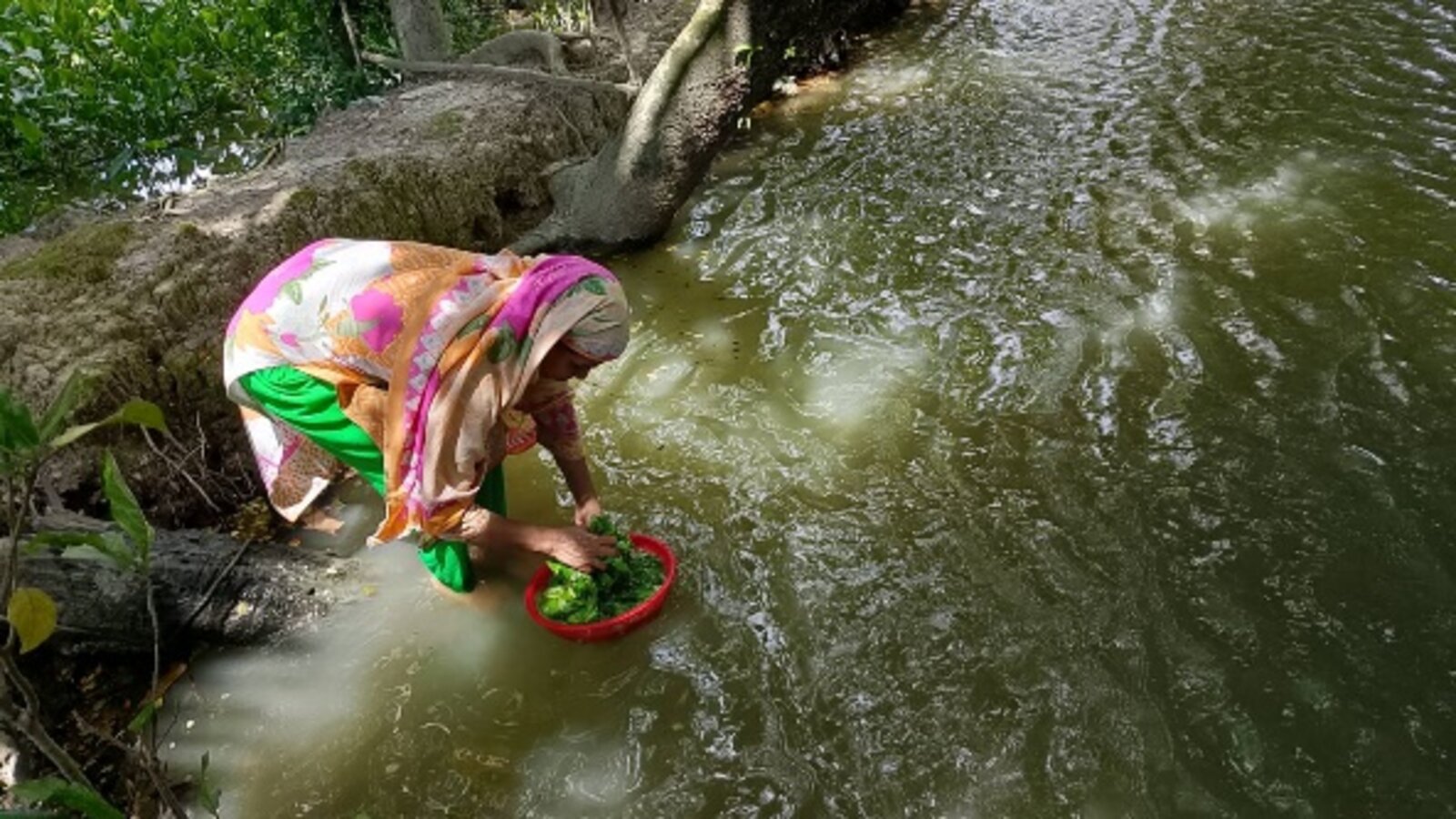 Pond water used for cooking, bathing, and household needs in rural Bangladesh